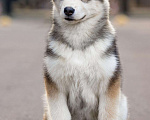 Собаки в Калуге: Щенки аляскинского маламута Мальчик, 35 000 руб. - фото 1