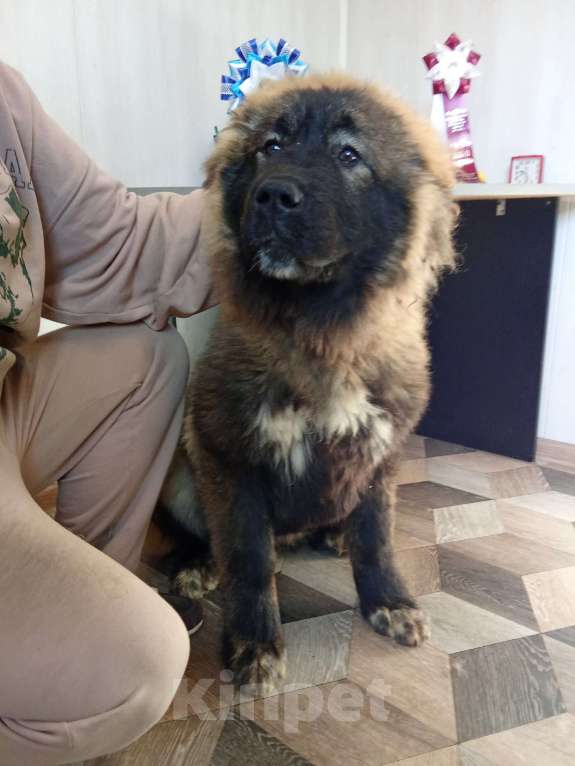 Собаки в Екатеринбурге: Подрощенный щенок кавказской овчарки Девочка, 40 000 руб. - фото 3