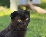 Кошки в Мытищах: Возьми котенка и спаси от зимы Мальчик, Бесплатно - фото 6