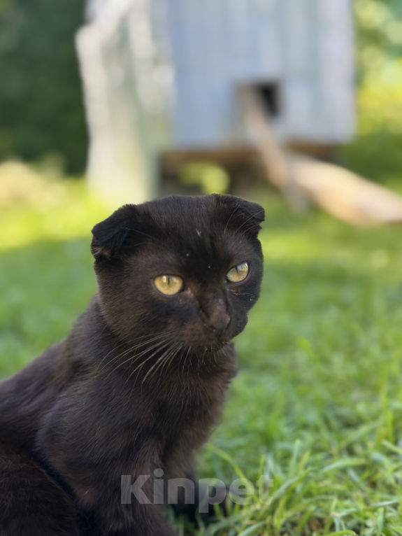 Кошки в Мытищах: Возьми котенка и спаси от зимы Мальчик, Бесплатно - фото 6