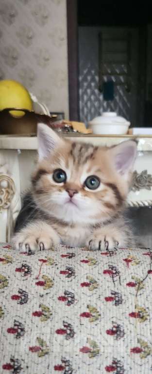 Кошки в Москве: Шотландские  котята  Девочка, 25 000 руб. - фото 1