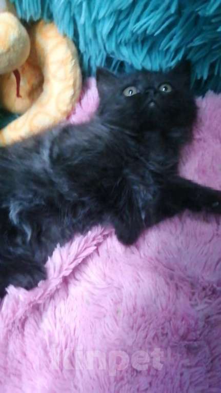 Кошки в Москве: Шотландские котята хайленд  Девочка, 8 000 руб. - фото 7