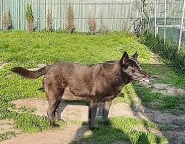 Собаки в Москве: На улице не выживет! Нужна ветпомощь! Девочка, Бесплатно - фото 3