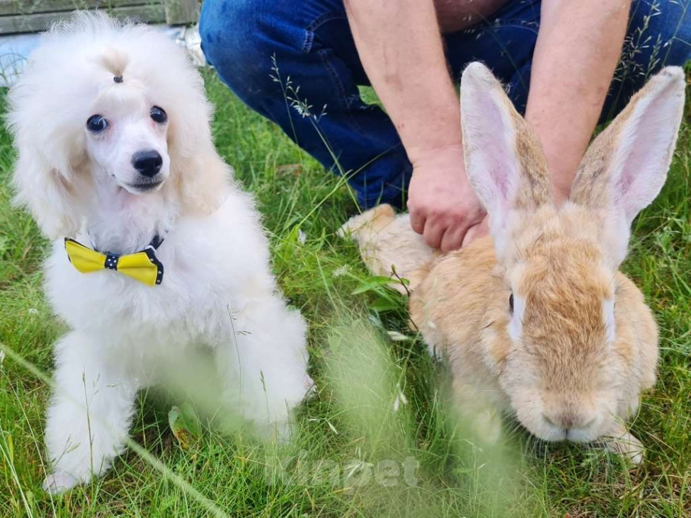 Собаки в Москве: Щенок миниатюрного  пуделя Мальчик, 50 000 руб. - фото 7