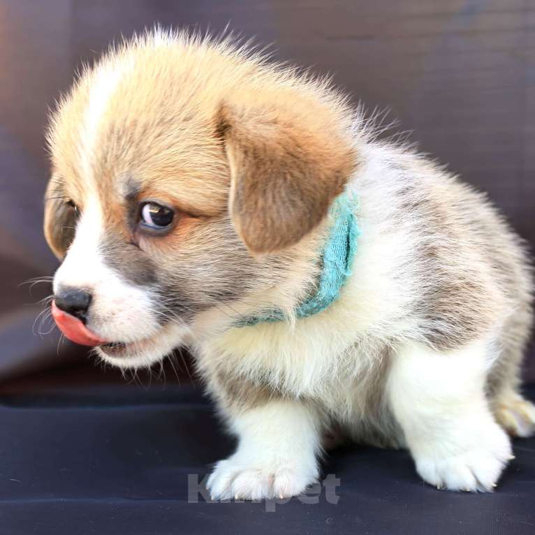 Собаки в Москве: Мальчик вельш корги пемброк Мальчик, 60 000 руб. - фото 6