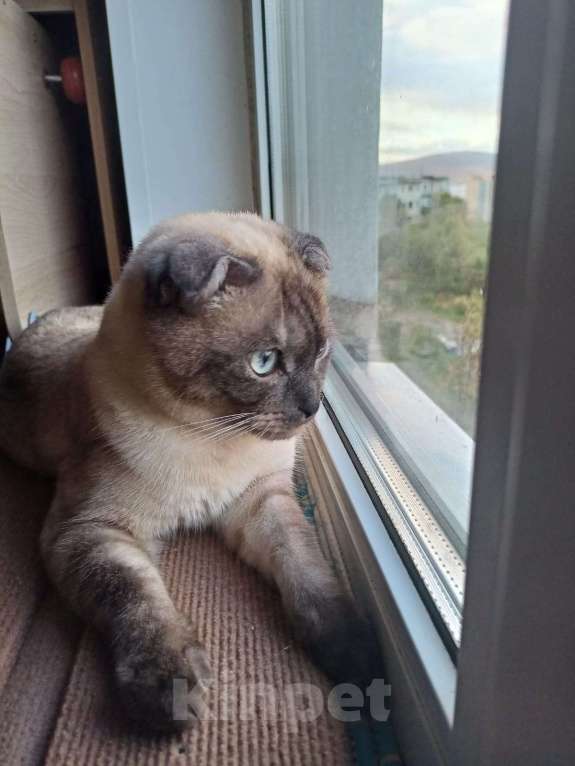 Кошки в Мурманске: манчкин Тема Мальчик, Бесплатно - фото 7