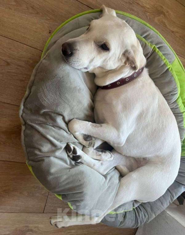 Собаки в Москве: Белый обтянутый кожей скелет Бемби Девочка, 10 руб. - фото 2