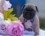 Собаки в Пензе: Щенки французского бульдога Девочка, 80 000 руб. - фото 1