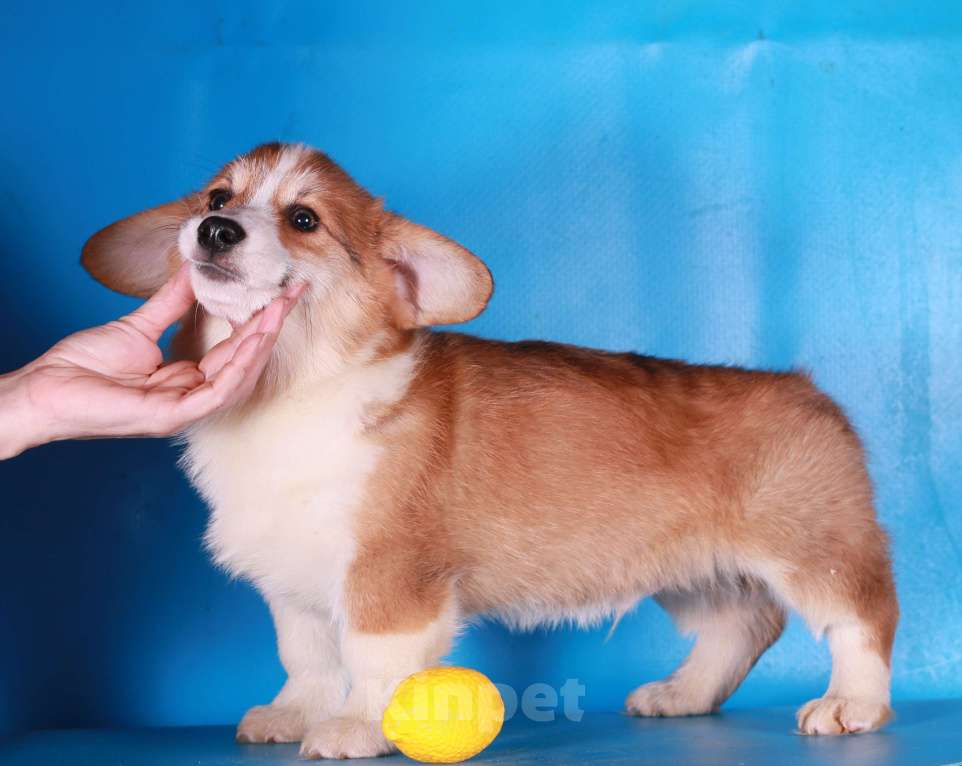 Собаки в Москве: вельш корги пемброк щенки Мальчик, 90 000 руб. - фото 8