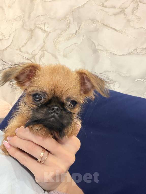 Собаки в Биробиджане: Брюсельский гриффон Девочка, 40 000 руб. - фото 1