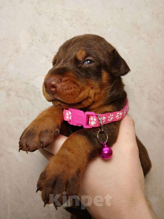 Собаки в других городах Краснодарского края: Щенки добермана РКФ Мальчик, 90 000 руб. - фото 6