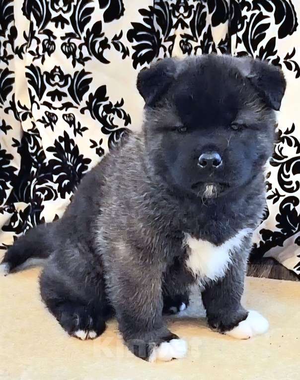 Собаки в Магнитогорске: Продажа щенки Мальчик, 50 000 руб. - фото 1