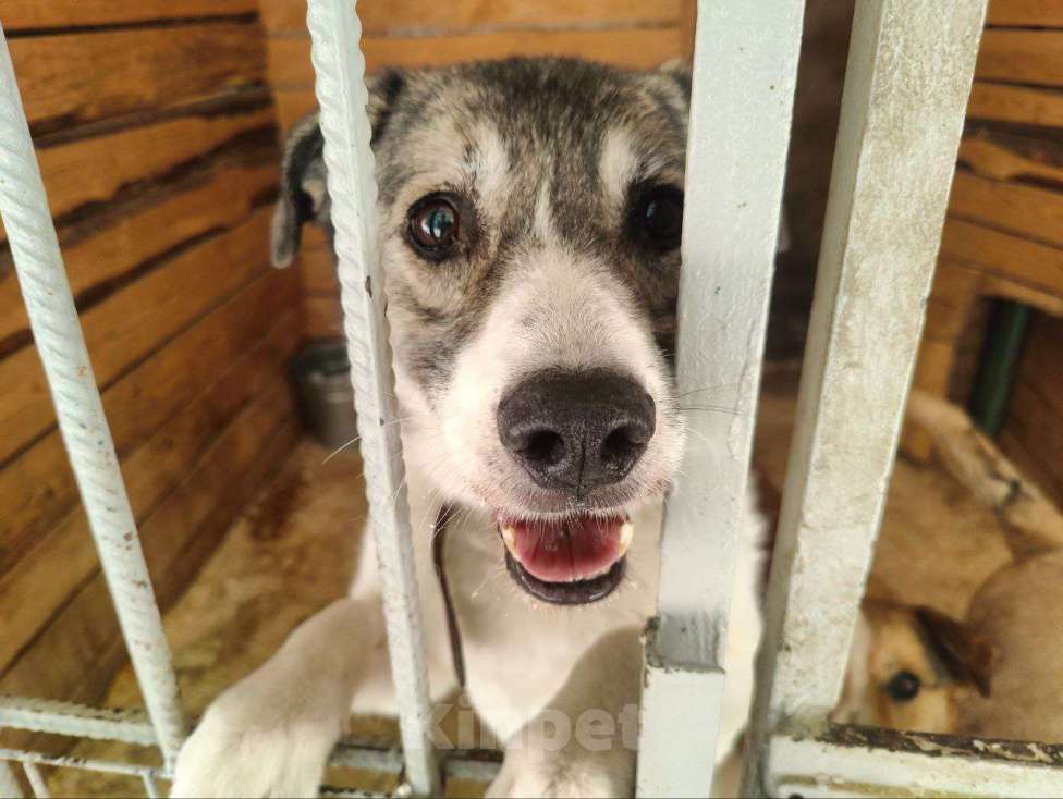 Собаки в Москве: Добрая собака Варя ищет дом Девочка, Бесплатно - фото 5