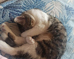 Кошки в Тамбове: Потерялся кот Мальчик, 3 000 руб. - фото 1