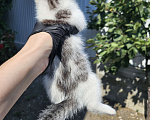 Кошки в других городах Краснодарского края: Кошека в добрые ручки Девочка, Бесплатно - фото 2