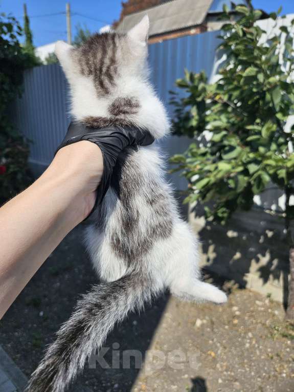 Кошки в других городах Краснодарского края: Кошека в добрые ручки Девочка, Бесплатно - фото 2