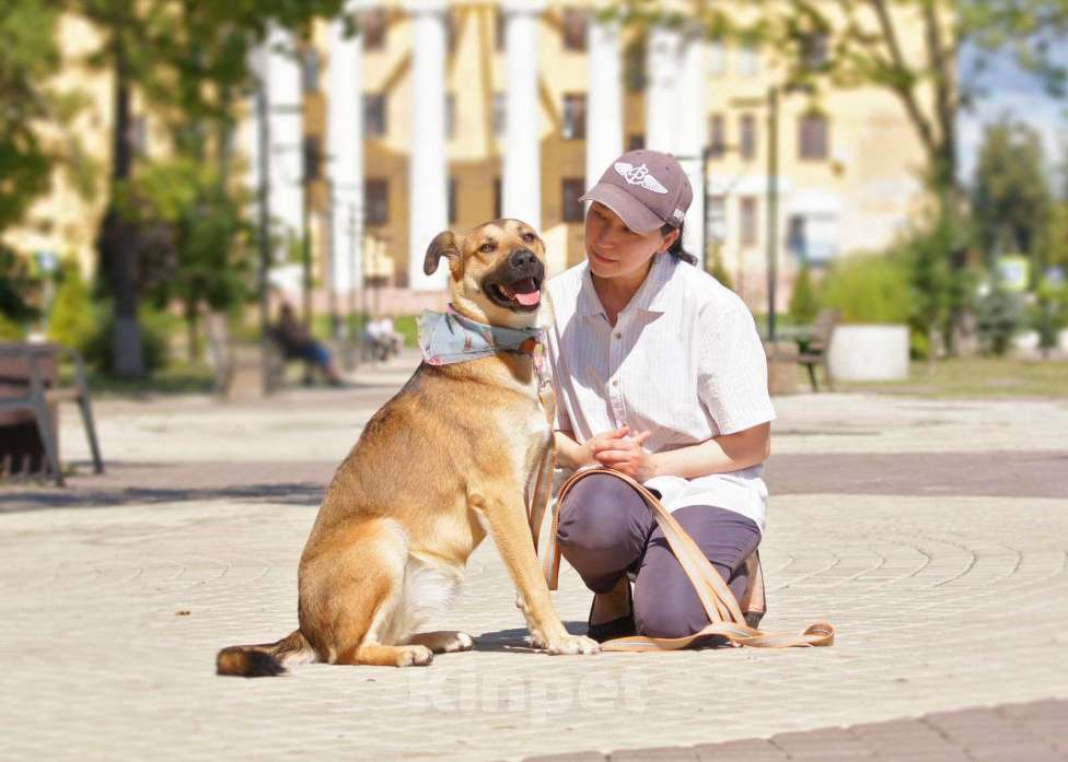 Собаки в Балашихе: Жду хозяина , Рекси  Девочка, Бесплатно - фото 2