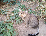 Кошки в Краснодаре: Серый, умный, смелый тигренок в добрые руки Мальчик, 1 руб. - фото 4