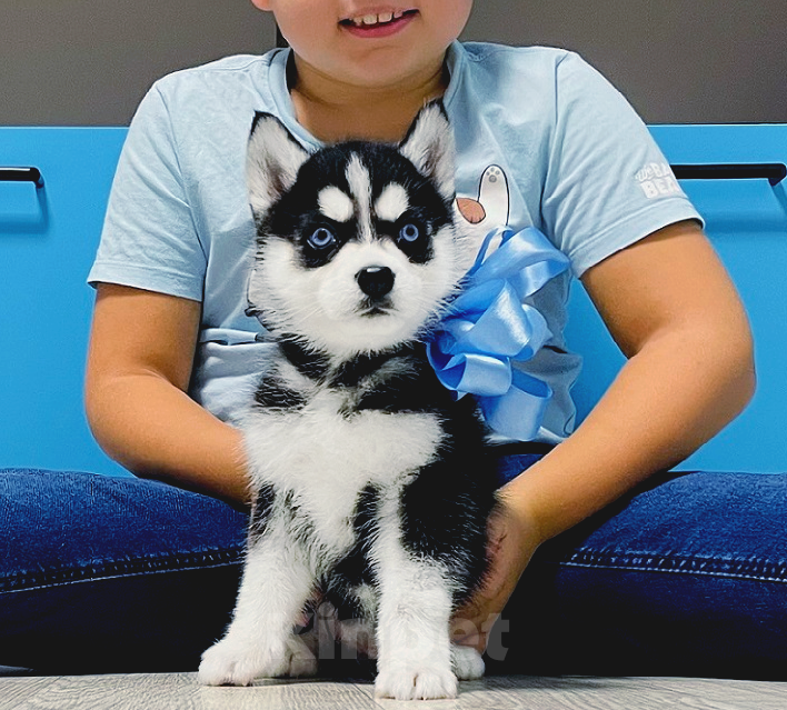 Собаки в Новом Уренгое: Хаски Щенки Разных окрасов Разнополые, Бесплатно - фото 1