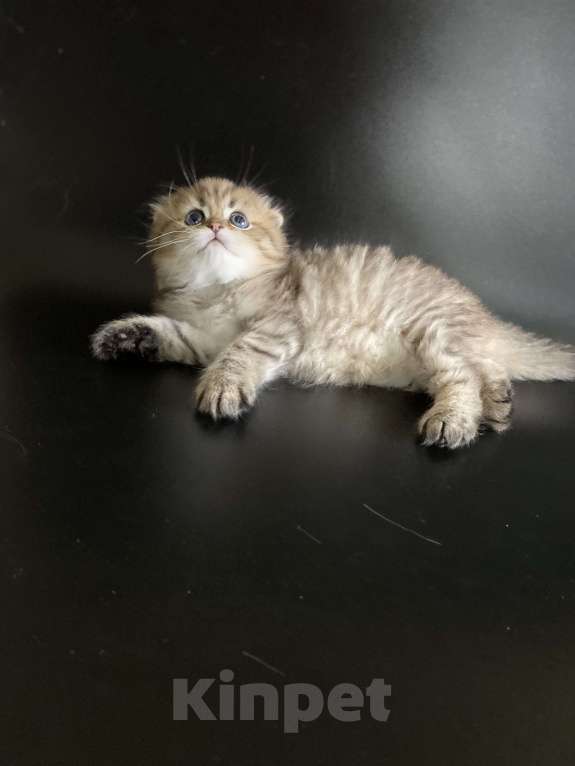 Кошки в Москве: Алан Мальчик, 45 000 руб. - фото 6