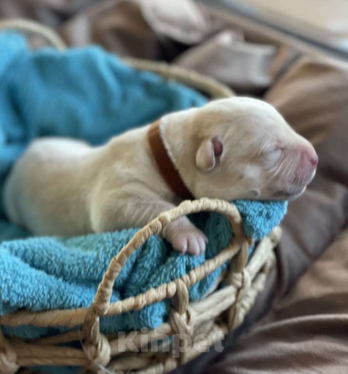 Собаки в Казани: Лабрадор-ретривер кобель   Мальчик, 50 000 руб. - фото 2