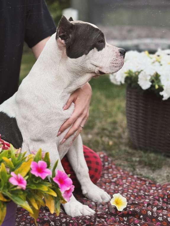 Собаки в Саратове: Милка Девочка, Бесплатно - фото 2