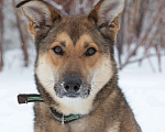 Собаки в Москве: Лисичка Цири ищет дом, 3 года  Девочка, Бесплатно - фото 3