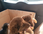 Собаки в Краснодаре: Отдам щенка в добрые руки  Мальчик, Бесплатно - фото 1