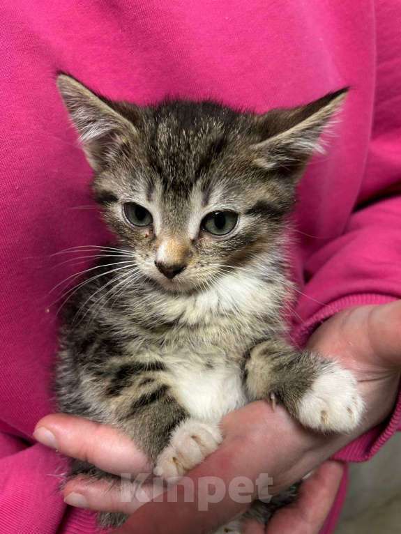 Кошки в Санкт-Петербурге: Малыш 1,5 мес Мальчик, Бесплатно - фото 6