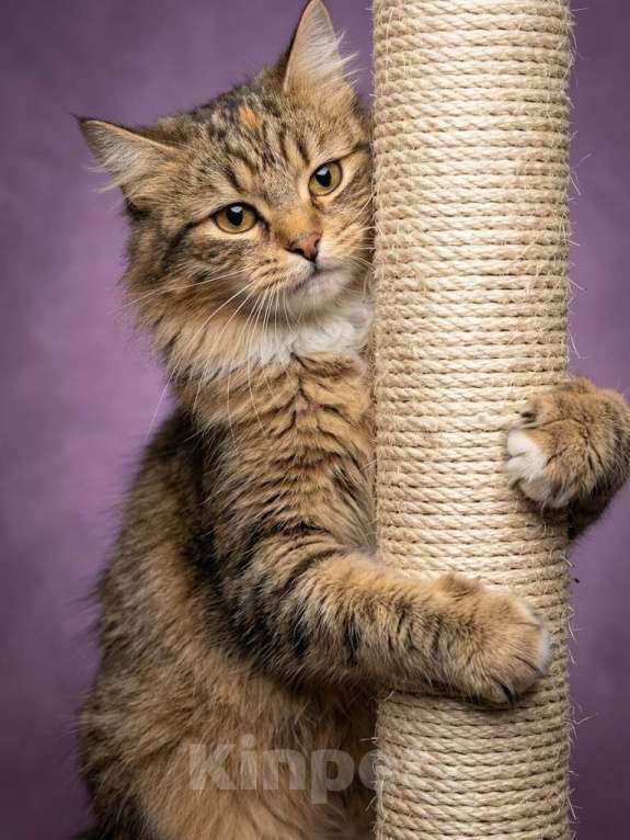 Кошки в Санкт-Петербурге: Фенотип сибирской кошки. 2 г. кастрирована, привита. Девочка, Бесплатно - фото 2