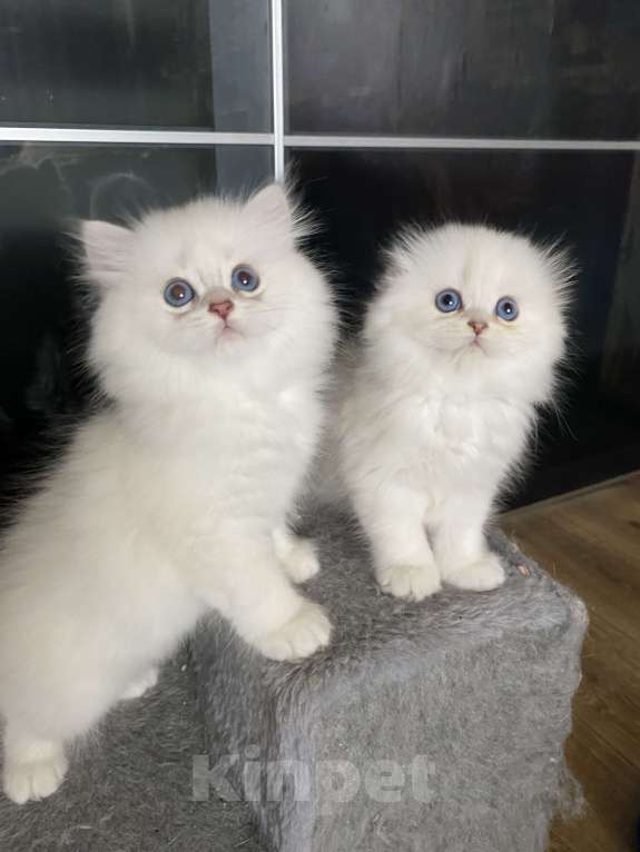 Кошки в Москве: Хайленды Мальчик, 65 000 руб. - фото 4