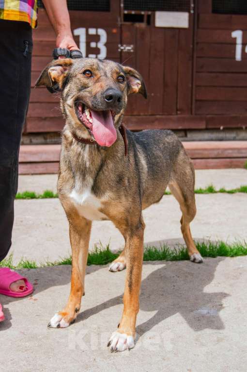 Собаки в Москве: Ласкушечка Стеша в поисках любящей семьи Девочка, 100 руб. - фото 7