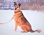 Собаки в Москве: Дана. Потрясающая семейная собака из приюта в добрые руки Девочка, Бесплатно - фото 5