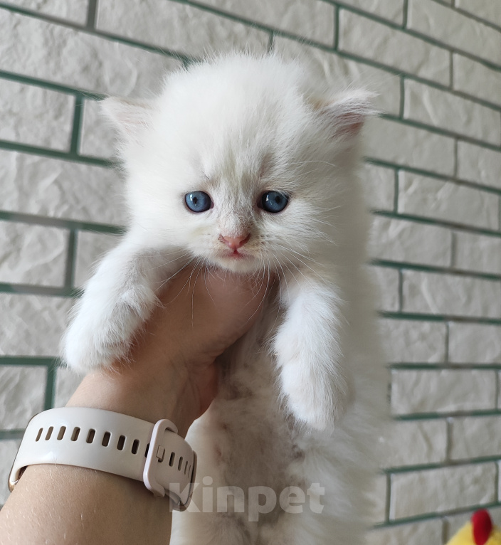 Кошки в Новосибирске: Кремовый невский маскарадный котик Мальчик, Бесплатно - фото 2