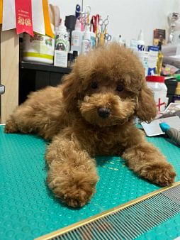 Миниатюрный пудель щенок