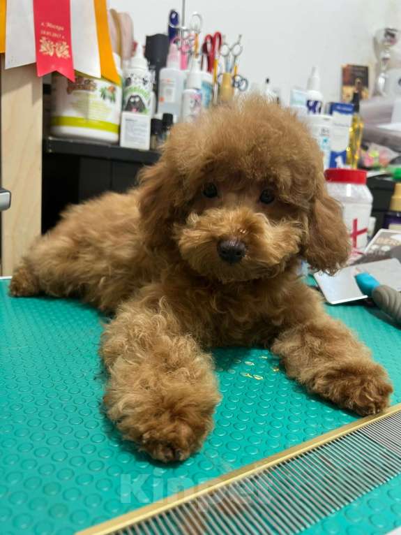 Собаки в Москве: Миниатюрный пудель щенок Мальчик, 90 000 руб. - фото 1