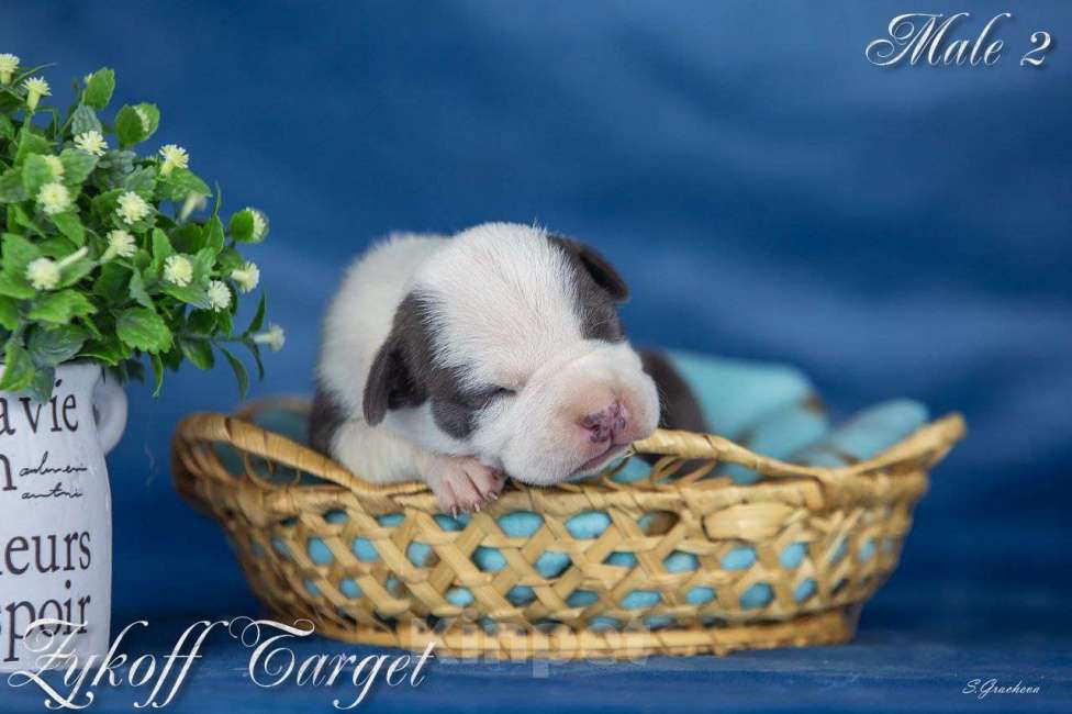 Собаки в Москве: Щенки амстаффа голубого окраса  Мальчик, 70 000 руб. - фото 2