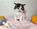 Кошки в Санкт-Петербурге: Котенок Фисташка Девочка, 1 000 руб. - фото 3