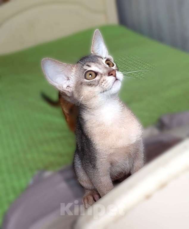 Кошки в Москве: Абиссинская девочка Девочка, 70 000 руб. - фото 5