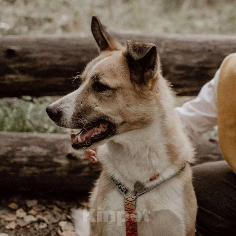 Собаки в Москве: Рори Мальчик, Бесплатно - фото 2