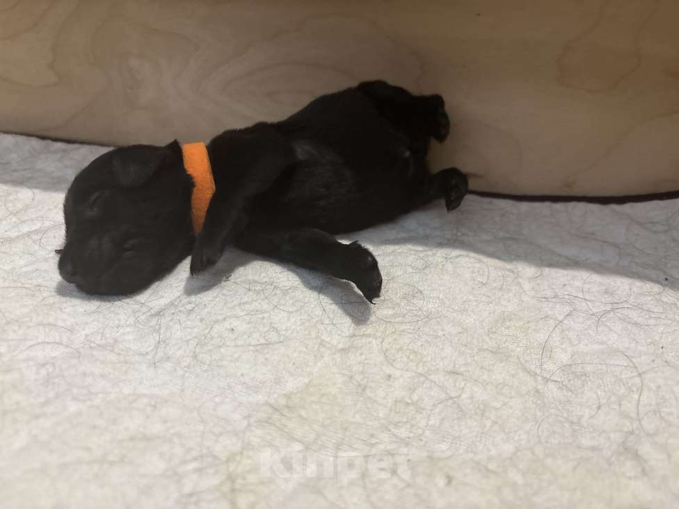 Собаки в Москве: Бронируем щенков прямошерсного ретривера флэт Девочка, 75 000 руб. - фото 5