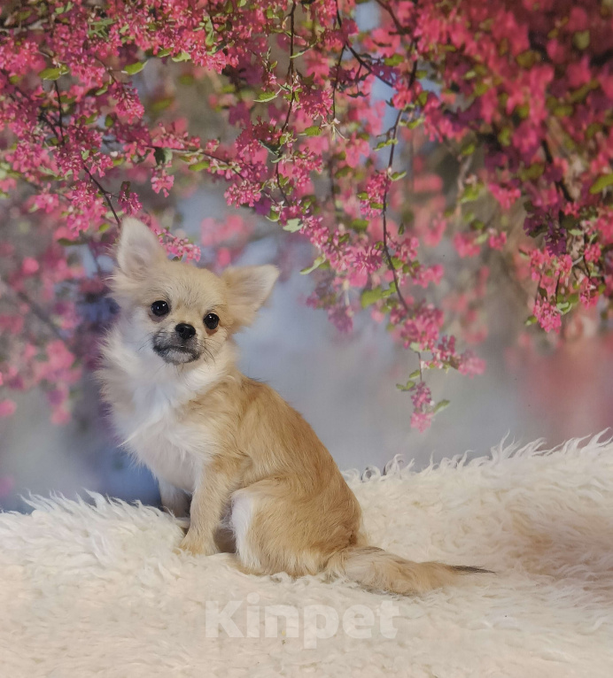 Собаки в Москве: Нежная красавица Девочка, 29 000 руб. - фото 1