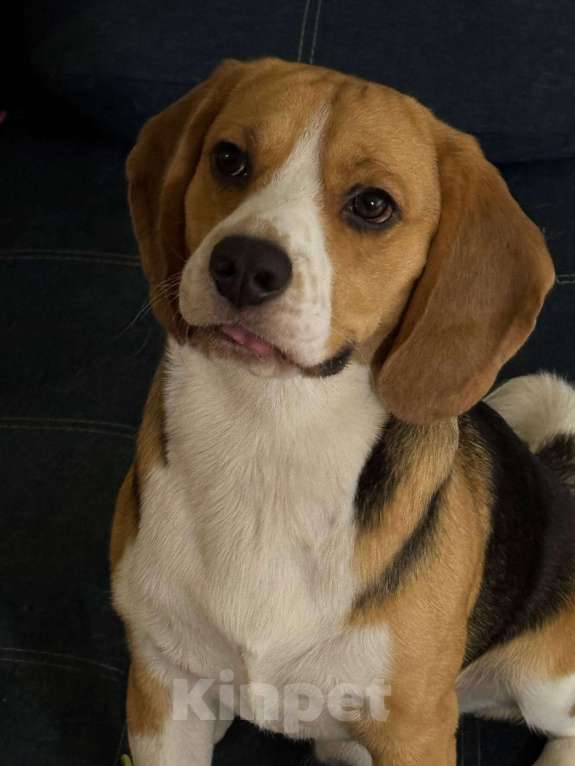 Собаки в Твери: Отдам бигля 1 год в добрые руки Мальчик, Бесплатно - фото 4