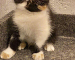 Кошки в Болхове: Котята экзотические короткошерстные, 30 000 руб. - фото 2