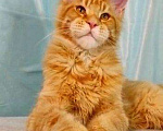 Кошки в Усинске: Крупный красный мальчик Мейн Кун Мальчик, 35 000 руб. - фото 4