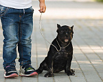 Собаки в Москве: Щенок булли (покет) Девочка, 100 000 руб. - фото 2