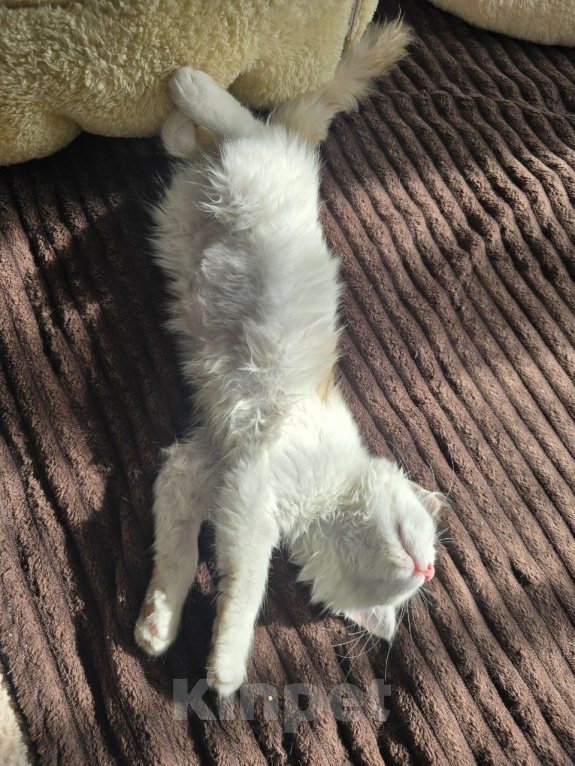 Кошки в Москве: Котенок Офелия ищет дом Девочка, Бесплатно - фото 8