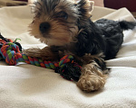 Собаки в Москве: Крошки горошки йоркширского терьера ищут маму! Разнополые, Бесплатно - фото 5