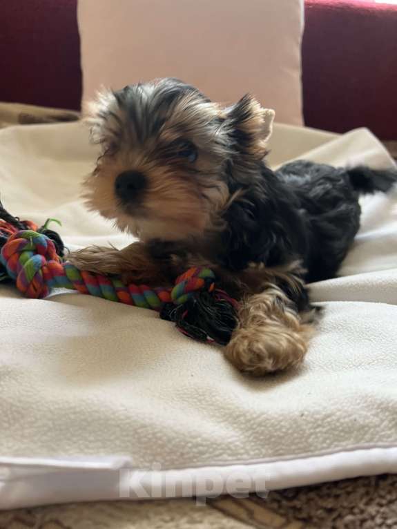Собаки в Москве: Крошки горошки йоркширского терьера ищут маму! Разнополые, Бесплатно - фото 5