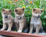 Собаки в Йошкаре-Оле: Щенки сиба ину Девочка, Бесплатно - фото 2